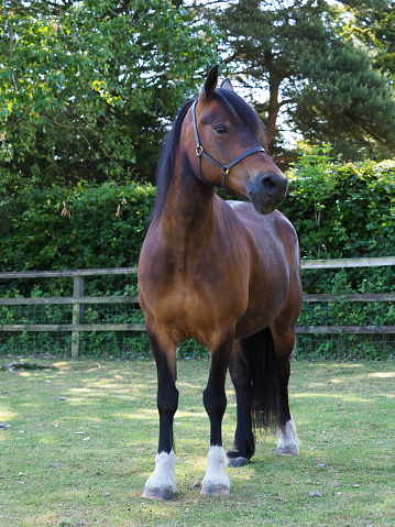 A beautiful bay Welsh Cob stands in a paddock.