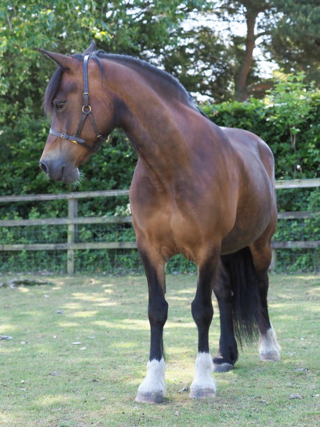 istock Beautiful Bay Horse 1718578683