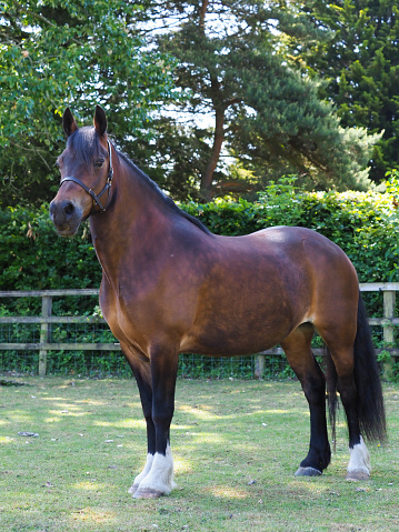 A beautiful bay Welsh Cob stands in a paddock.