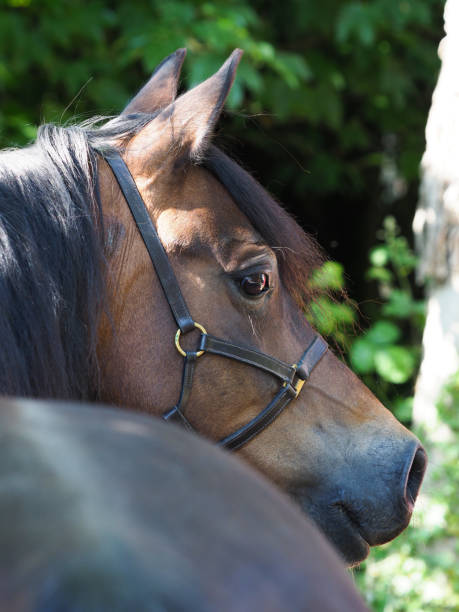 istock Beautiful Bay Horse Headshot 1718579210