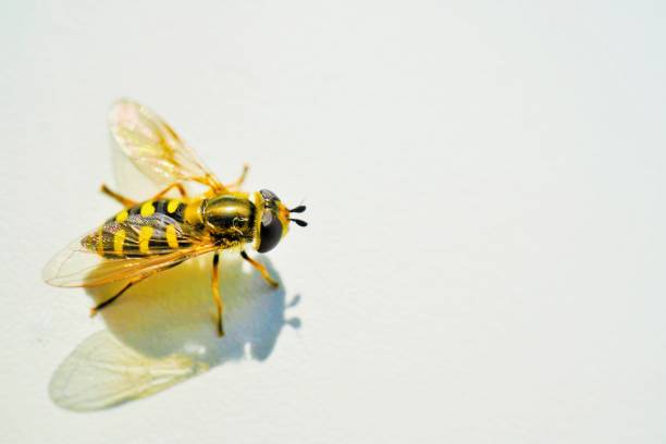 istock Pretty yellowish Hoverfly with transparent wings on a white background. 1718591870