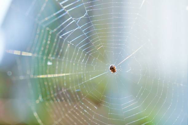 istock Small spider waiting for prey in a neatly strung webbed spider web outdoors. 1718591880