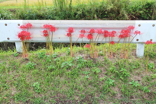 Red spider lily nestling against the guardrail