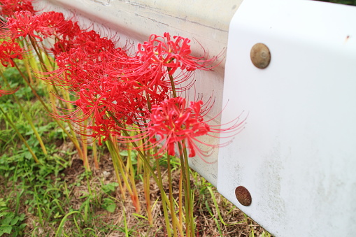 Red spider lily blooming next to the guardrail