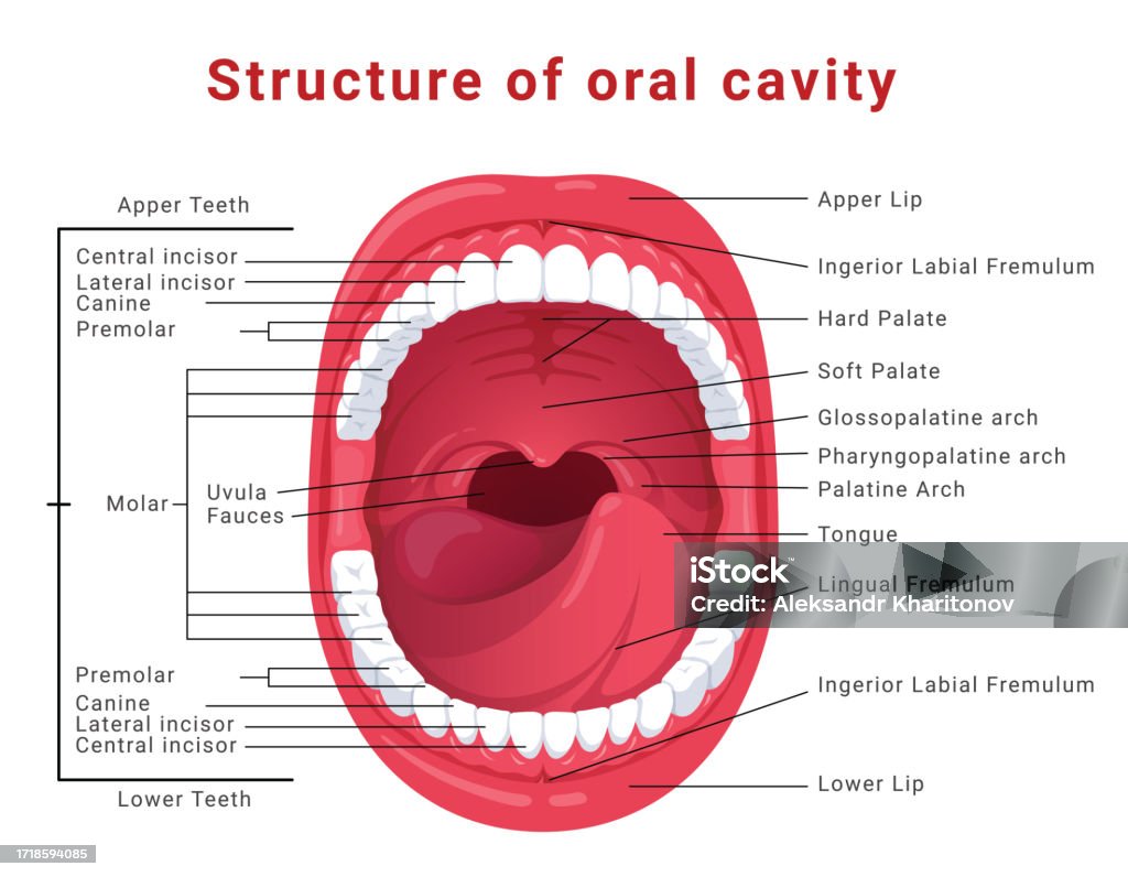 Oral Cavity Structure Infographic Medical Scheme With Open Mouth ... Biology Diagrams