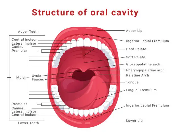 Vector illustration of Oral cavity structure infographic medical scheme with open mouth isometric vector illustration