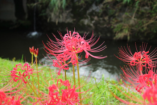 Spider lilies blooming on the riverbed where the river flows