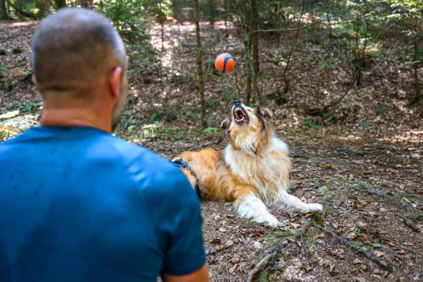 Adult man in a blue sport t-shirt playing or throwing a small orange ball to his senior dog lying on the ground in a forest.