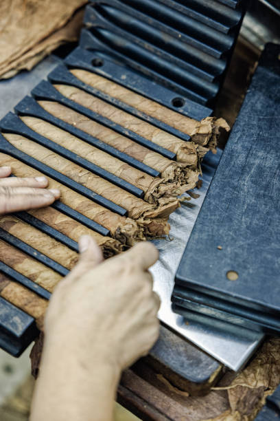 istock Cigar factory. Cuban cigar's manufacture 1718596890