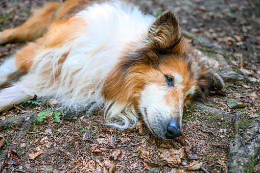 Senior dog lying on the ground in nature and looking away.