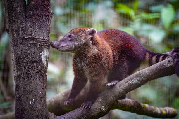 istock Coati. Amazoonica Wildlife Refuge. Rio Napo. Amazon Ecuador 1718603669