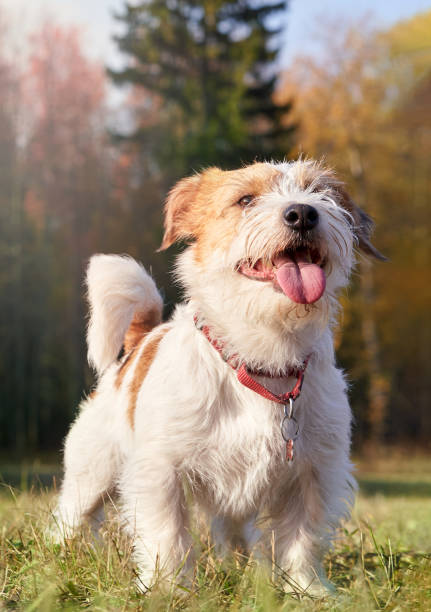 istock Cute Jack Russell Terrier Is Standing And Looking Forward Proudly 1718603680
