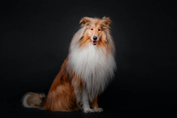 istock Rough Collie dog on black background 1718616923