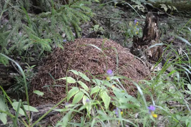 A big anthill in the forest