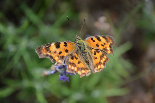 istock Orange spotted butterfly on the flower 1718620183