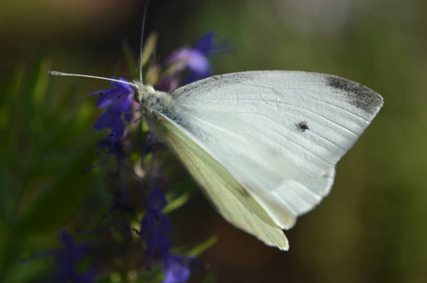 istock A white butterfly on a flower 1718620417