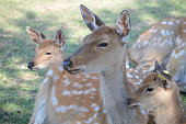 Group of deers on the grass