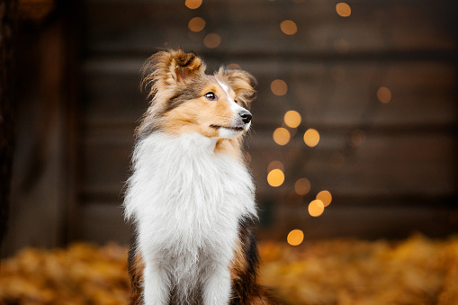 Portrait of a Shetland Sheepdog