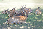 Group of deers on the grass