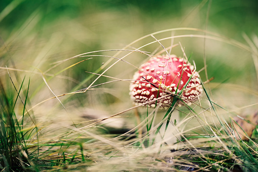 A small Fly agaric mushroom (Amanita muscaria) growing in the grass of an autumn forest
Shot with Canon R5