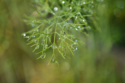 Tiny rain drops on the dill leaf