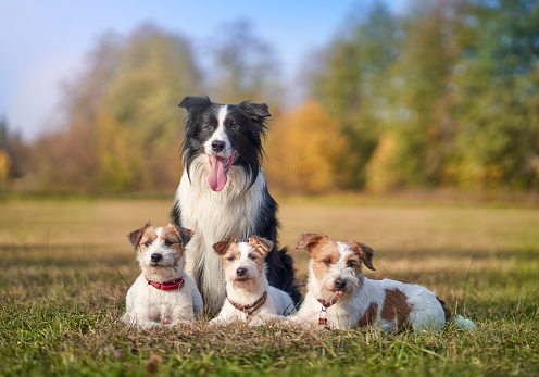 group of dogs, border collie and rottweiler, panting together on a black background