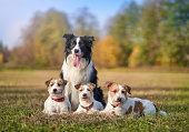 Four Dogs, Jack Russell Terriers And Border Collie, Are Sitting Together At Walk In Park