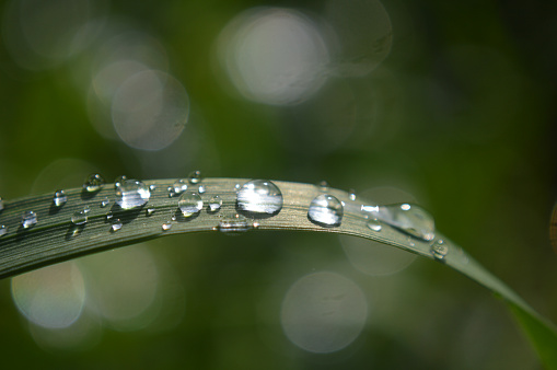 Closeup of rain drops on a grass leaf
