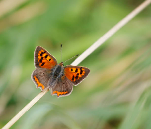 istock Small Copper Butterfly (Lycaena phlaeas) Female 1718623115
