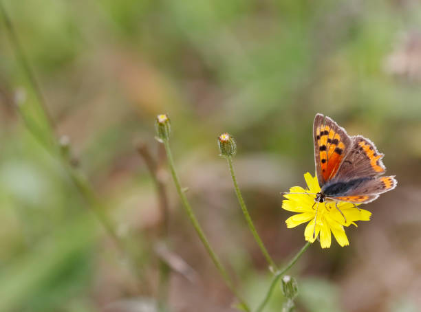 Butterfly sitting on flowers,