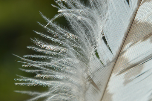 Closeup of a feather part