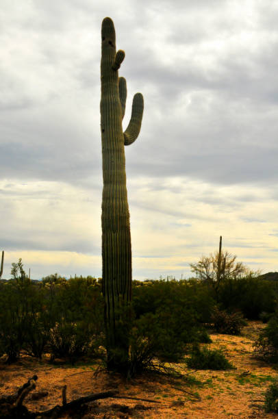 istock Old Saguaro Cactus Sonora desert Arizona 1718632917