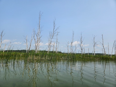 Nature landscape of bare dead trees with white colored tree trunks in the tall grass and reeds along the shoreline of a freshwater lake.