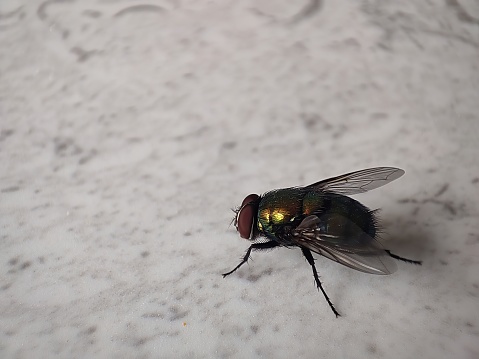 Closeup view and selective focus of a house fly on the floor