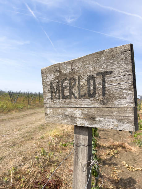 istock vineyard with merlot signboard over vine saplings 1718640861