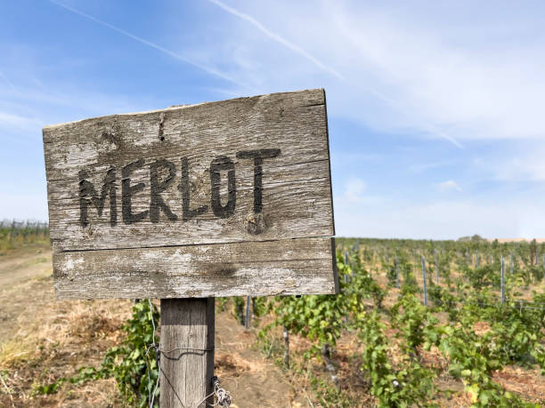 istock vineyard with merlot signboard over vine saplings 1718640869