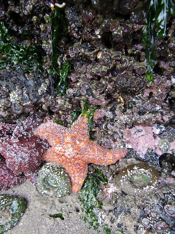 Cluster of Pisaster ochraceus, known as the purple sea star, ochre sea star, or ochre starfish and sea anemones on Haystack Rock in the Pacific Ocean. Cannon Beach, Oregon, United States