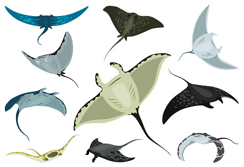 Stingray fishes. Sea animals floating underwater. Set of cute cartoon stingrays. Adorable sea creatures isolated on white background. Wildlife, nature concept. Vector illustration of manta ray.
