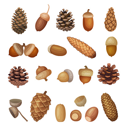 Brown acorns. Cartoon illustrations of fir cones recent vector cartoon template. Conifer spruce xmas, twig organic and acorn