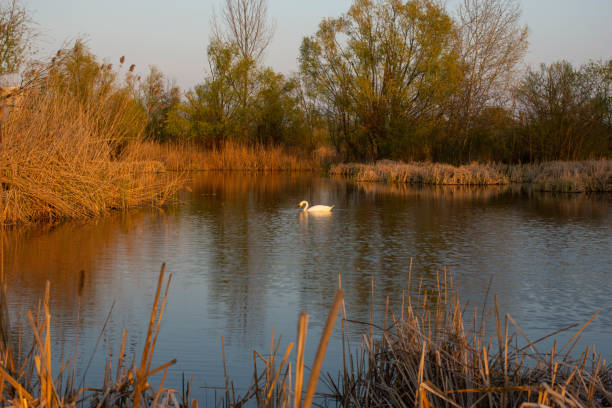 istock White swan on Vacaresti Natural Park, Bucharest Danube, Romania 1718652705