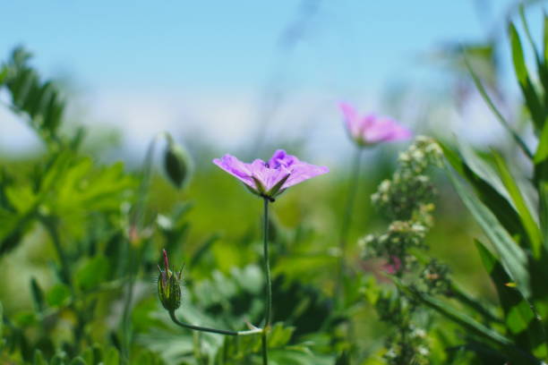 istock Selective focus geranium pratense, also known as meadow cranesbill or meadow geranium flowers alyssum maritimum sweet alyssum, For use in illustrations Background image or copy space 1718656700