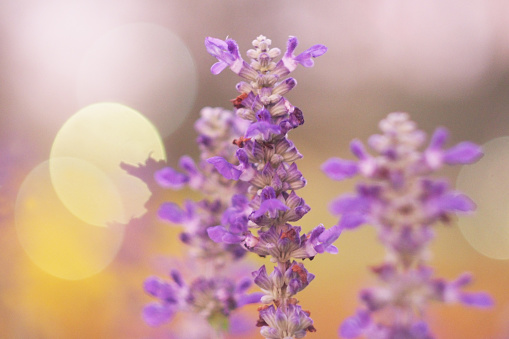 Brazilian verbena flower