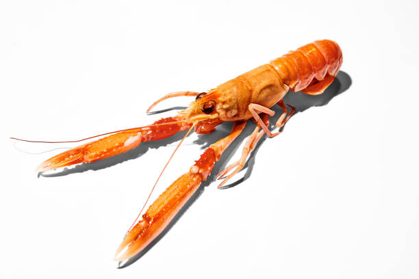 Fresh Cooked Lobster with Lemon