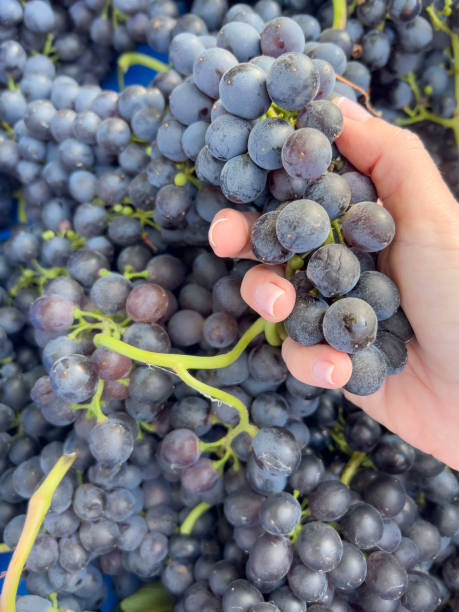 istock hand holding bunch of grapes 1718662897