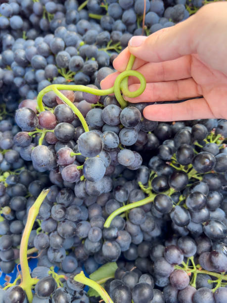istock hand holding bunch of grapes 1718662900