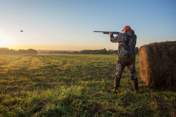 istock Hunter with shotgun rifle aimng at pheasant. 1718674399
