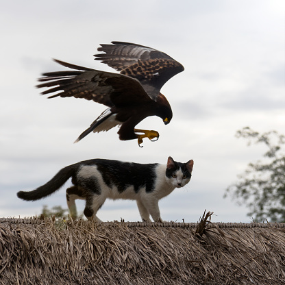 Close-up view of a large hawk soaring over a black and white cat that was strolling on the thatched roof of a house in the Thai countryside during a cloudy day.