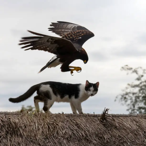 Photo of Close-up view of a large hawk soaring over a black and white cat.