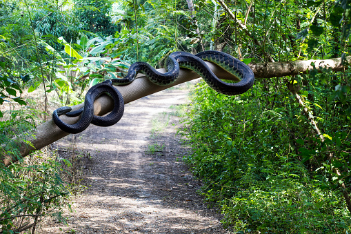 A close-up view of a large snake coiled and clinging to a large branch that was broken over a dirt road in a rural Thai forest during the daytime.