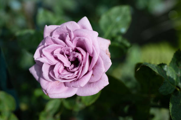 istock Beautiful Kinda blue rose blooming in the garden. 1718676848